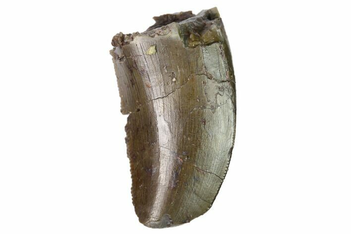 Serrated Allosaurus Tooth - Feeding Worn Tip #169034